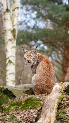 Iphone Wallpaper Forest Animals, Lynx, Wood, Stones - Fondos De Patalla ...