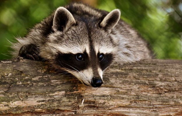 Raccoon, Wild Animal, Furry, Mammal, Nature, Forest - Animais Silvestres -  910x582 Wallpaper 