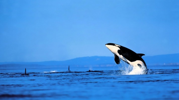 Orca Wallpaper 4k 1008x567 Wallpaper Teahub Io