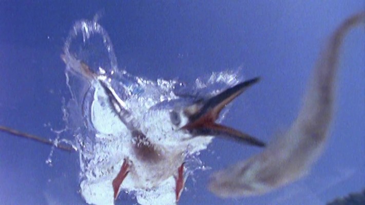 Atlantic Blue Marlin - 3856x2039 Wallpaper - teahub.io