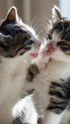 Download Cute Cat Wallpapers And Backgrounds Page 4 Teahub Io