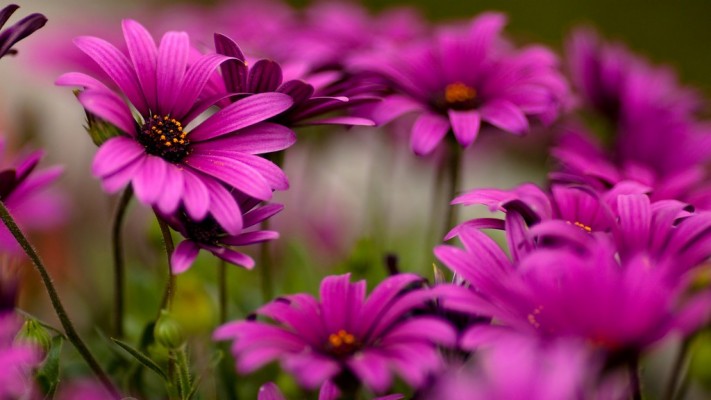 Beautiful Flower Animation Images Flower Wallpaper - Purple Flower Blooming  Gif - 1280x720 Wallpaper - teahub.io