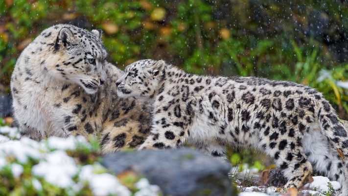 Snow Leopard Wallpaper Baby - 1280x960 Wallpaper - teahub.io