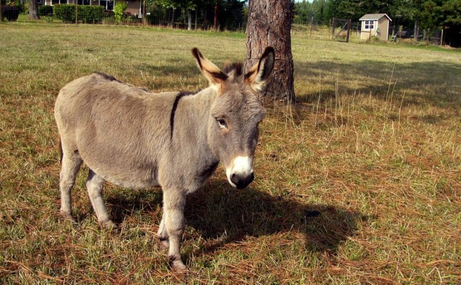 Donkey Backgrounds On Wallpapers Vista - Miniature Donkey - 1200x742