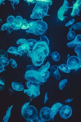 Jellyfish Wallpaper Iphone X - 1242x2208 Wallpaper - teahub.io