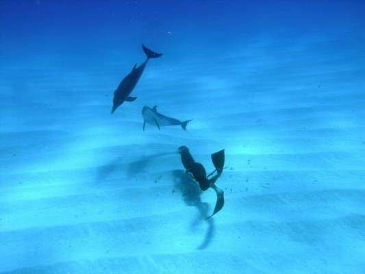 Diving With Dolfins - 1600x1200 Wallpaper - teahub.io