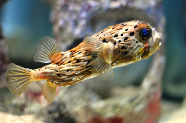 Cute Puffer Fish 3216x2136 Wallpaper Teahub Io