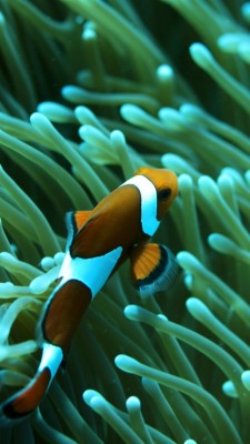 Iphone Clown Fish Wallpaper 4k - 1125x2436 Wallpaper - teahub.io