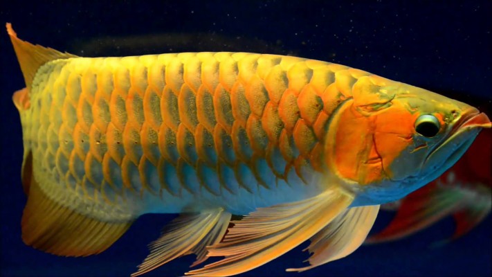 silver arowana wallpaper