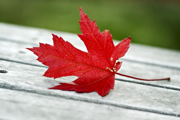 Single Red Maple Leaf 2399x1600 Wallpaper Teahub Io