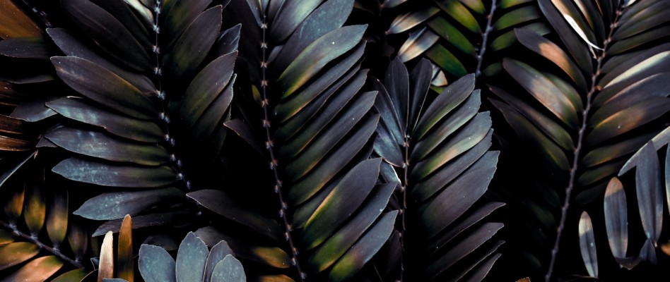 Palm Love - Tropical Leaf Wallpaper Desktop - 1400x875 Wallpaper ...