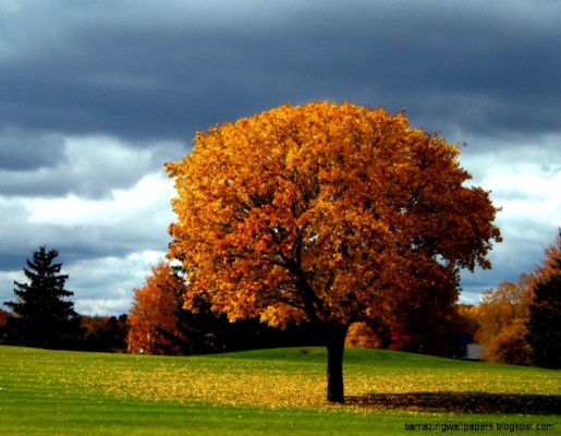 Beautiful Autumn Tree One Hd Wallpaper Pictures Backgrounds - 921x714 