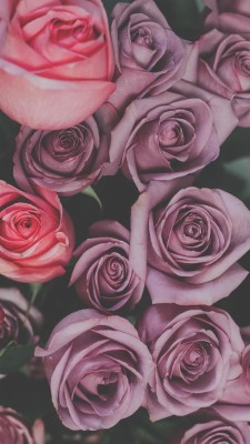 Iphone Wallpaper Pink Roses And Books, Romantic - Fond D Écran Livre ...