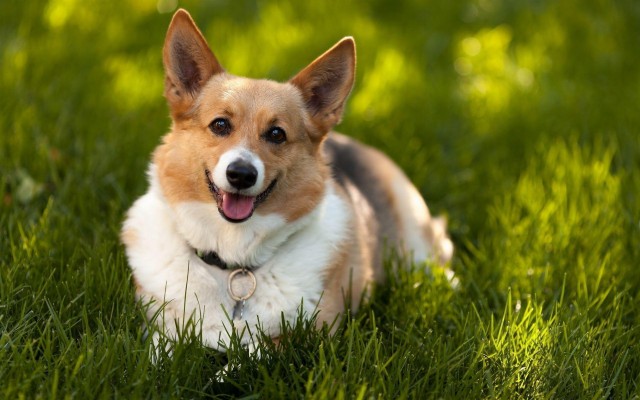 Doggie Corgi - 1280x720 Wallpaper - teahub.io