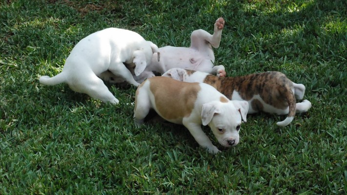 Brown And White American Bulldog Puppy 2048x1536 Wallpaper Teahub Io