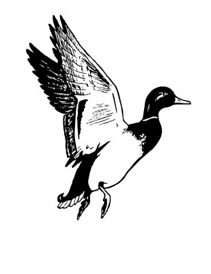 Flying Duck Clipart Black And White - Mallard Duck Clipart Black And ...