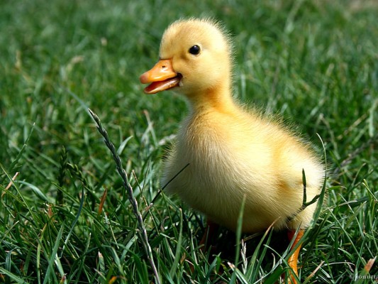 Baby Duck In Grass - 1024x768 Wallpaper - teahub.io