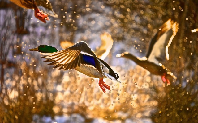 Back To Duck Wallpaper Gallery - Duck Desktop - 1680x1050 Wallpaper ...