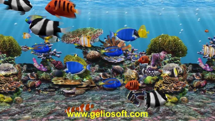 Moving Fish Screensavers Free Download - 1280x720 Wallpaper 