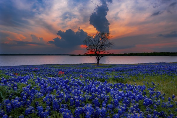 Texas Sunlight Blue Flowers Bluebonnet Hd Wallpaper - Bluebonnets ...