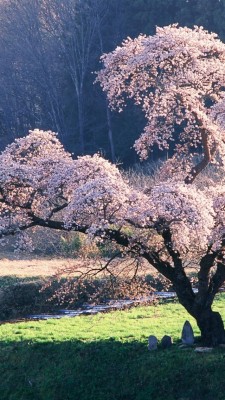 Japanese Landscape Photos Image 6 Hd Wallpapers - Lake Kawaguchi ...