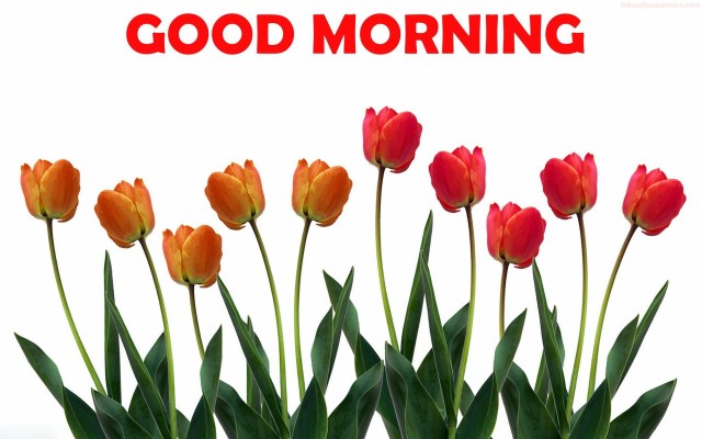 Good Morning Tulips Full Hd - 1920x1200 Wallpaper - Teahub.io