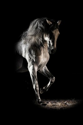 Black And Wight Horses - 600x900 Wallpaper - teahub.io