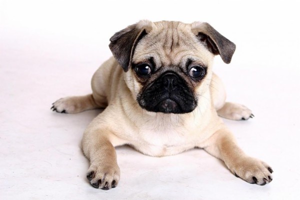 Chinese Pug Wallpaper,cachorro Hd Wallpaper,animals - Chinese Pug Dog ...