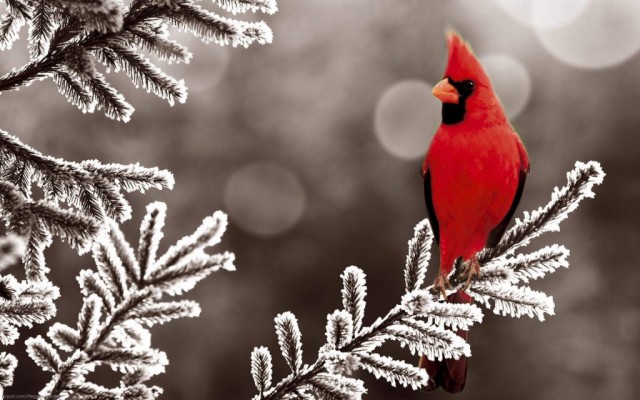 Male Cardinal In Winter - 1024x640 Wallpaper - teahub.io