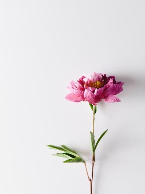 Single Flower Background Hd - 3200x2400 Wallpaper - teahub.io