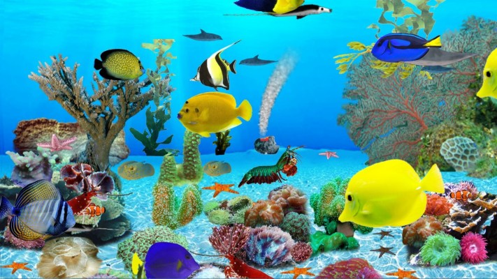 Reef Aquarium Design - 1920x1080 Wallpaper - teahub.io