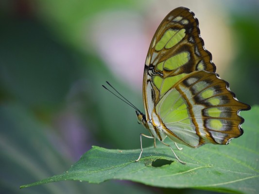 Green Butterfly - Emerald Butterfly - 1920x1080 Wallpaper - teahub.io