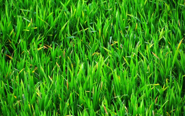 Hdq Beautiful Grass Images & Wallpapers - Green Grass Wallpaper 4k Free  Download - 1024x640 Wallpaper 