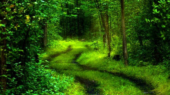 High Quality Green Nature Wallpaper - Nature Wallpapers High Resolution ...