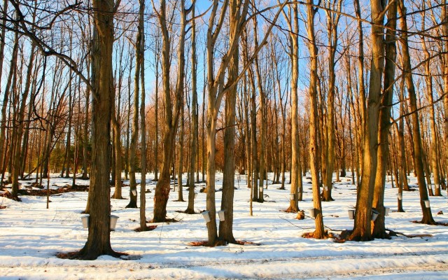 Sacred Grove Of Trees - 1024x768 Wallpaper - teahub.io