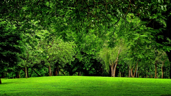 Green Forest Wallpaper - Forest Wallpaper 8k - 7680x4320 Wallpaper -  