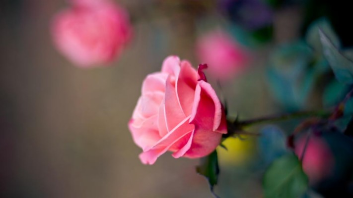 pink rose meaning in urdu