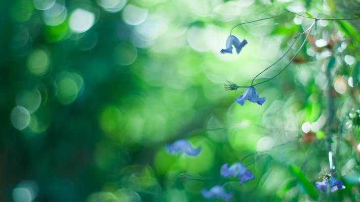 Blue Flowers, Bokeh, Photography - Nature Bokeh Photo Effect - 1920x1080  Wallpaper 
