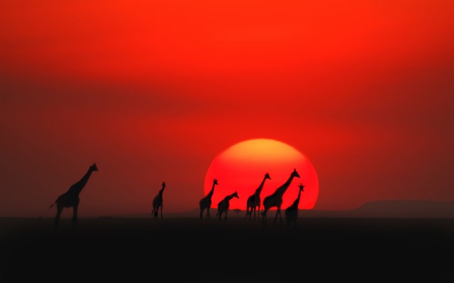 Giraffes Sunset Background - 1280x960 Wallpaper - teahub.io