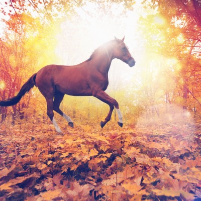 Horses In Fall Leaves - 2732x2732 Wallpaper - teahub.io