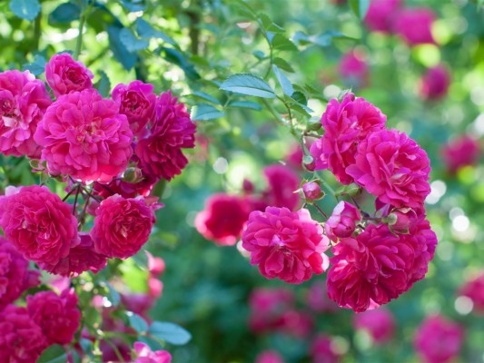 Rose Natural Flower Garden - 1024x768 Wallpaper 