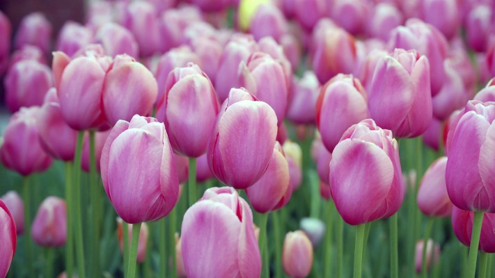 Tulip Wallpaper Backgrounds - Flowers Garden Images Hd - 1920x1200 ...