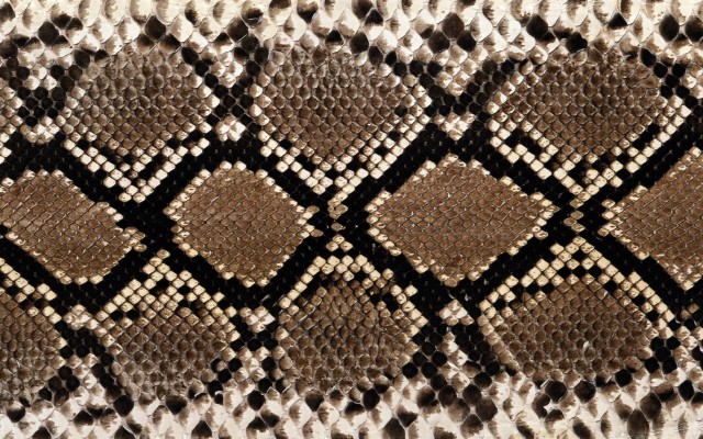 Rattlesnake Wallpaper - 4608x3456 Wallpaper - teahub.io