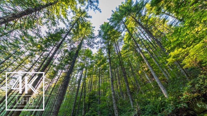 Amazing-forest - Best Screensaver Forest - 1920x1080 Wallpaper - teahub.io