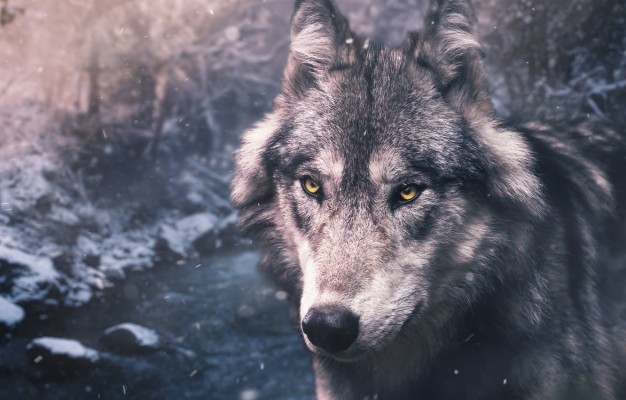 Photo Wallpaper Winter, Forest, Eyes, Look, Face, Snow, - Серый Волк ...