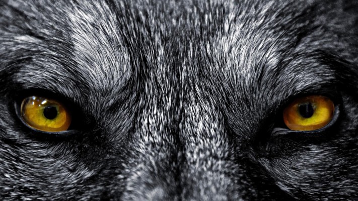 Scary Black Wolf - Black And Brown Wolf - 1920x1200 Wallpaper - teahub.io