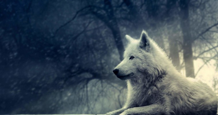 2048 X 1152 Wolf - 4096x2160 Wallpaper - teahub.io