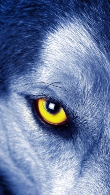 White Wolf Red Eyes