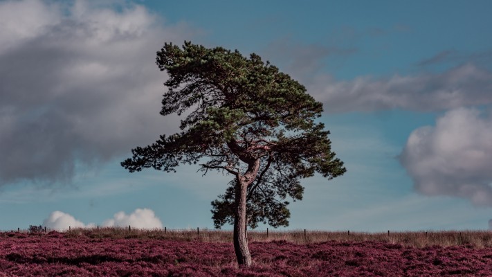 Lonely Tree Wallpaper - Hd Wallpapers For One Plus 3t - 1080x1920 Wallpaper  