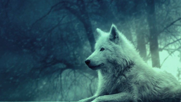 Wolf Wallpaper For Iphone - Full Hd Wolf - 1920x1080 Wallpaper - teahub.io